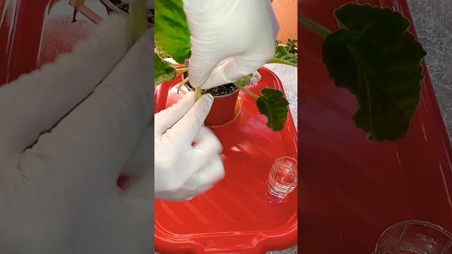 ???Как укоренить лист фиалки в воде? смотреть онлайн