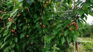 Дегустация черешни Ипуть,Лапинс,Сильвия,Крупноплодная июнь 2021.