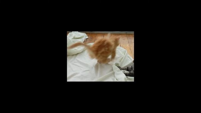 Cute Norwegian Forest kittens playing смотреть онлайн