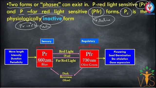 Phytochrome CSIR NET -1 | Sensory Photobiology CSIR NET | Plant Physiology CSIR NET PYQ смотреть онлайн