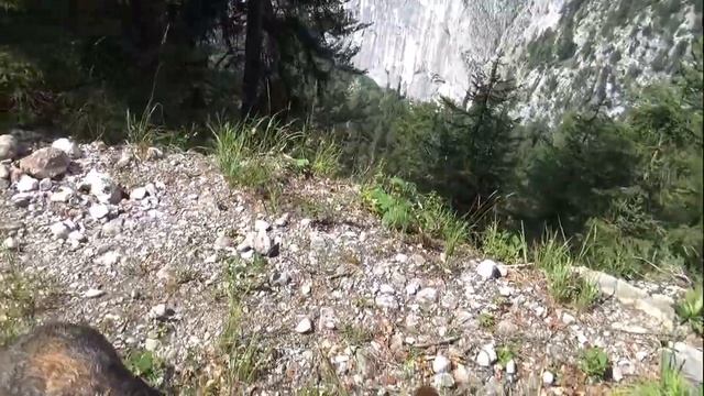 НЕМЕЦКАЯ ОВЧАРКА. Жизнь и воспитание смотреть онлайн