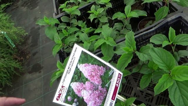 Лучший садовый центр - рядом. Шок от цен! Купили всё нужное и ещё чуть-чуть