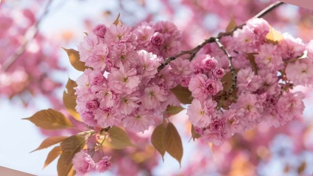 МУЗЫКА ДЛЯ РАСЛАБЛЕНИЕ,РЕЛАКС, МАССАЖ Д смотреть онлайн