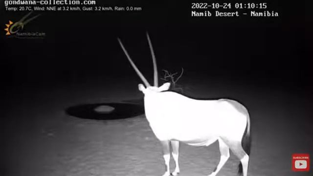 Антилопы орикс и гну против гиены ,возле водопоя в пустыне Намиб Африка смотреть онлайн