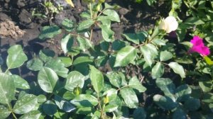 обзор розы Стефани Барони цу Гутенберг. Тантау.