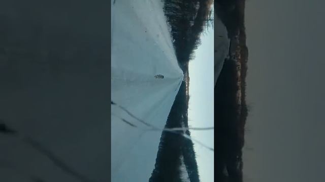 Волки на дороге смотреть онлайн