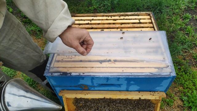 Вывод матки часть 2. прививка лечинок, постоновка прививочной рамки. смотреть онлайн