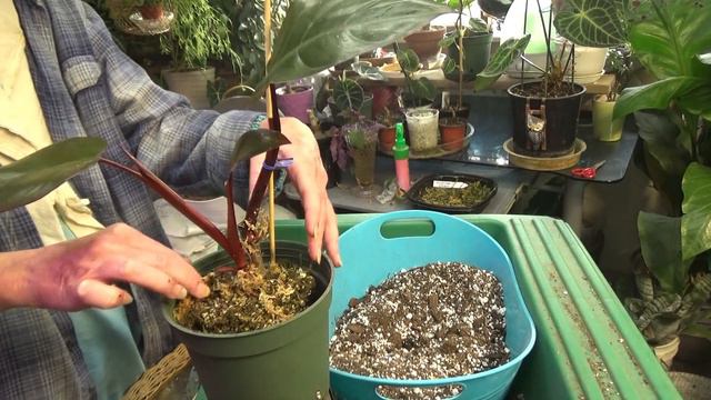 Philodendron Dark Lord / Repot / Care смотреть онлайн