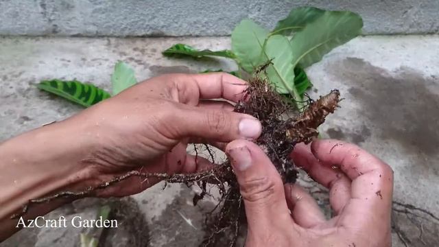 How to easily propagate Calathea zebrina l step by step смотреть онлайн