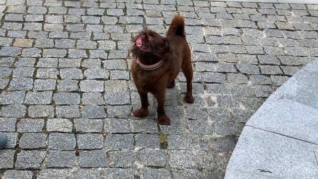 Бельгийский грифон