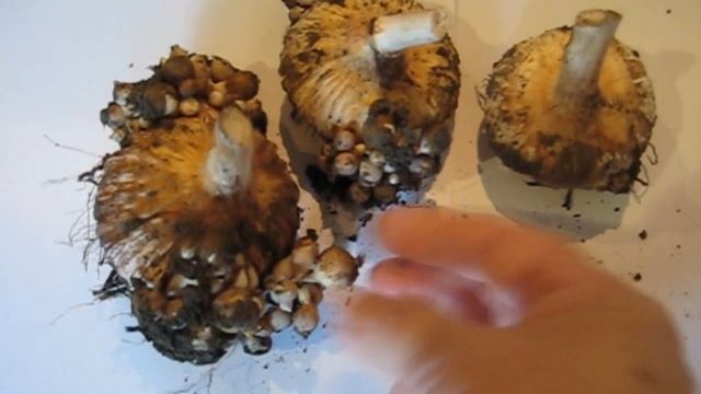 Гладиолусы. Когда выкапывать, как размножить легко и просто. смотреть онлайн