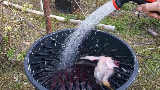 Кобб 500. 50 суток. Забой, вес чистых тушек.