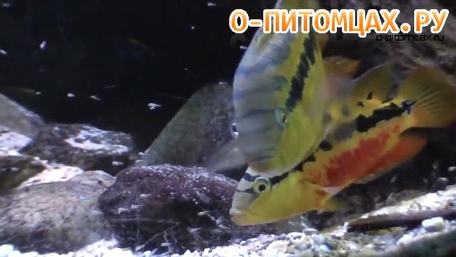 Цихлазома Сальвини (Cichlasoma salvini) - o-pitomcax.ru смотреть онлайн