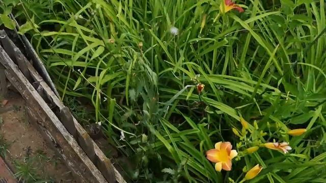 Как продать цыплят, мама, папа, дача, стрижка, абрикосы моё всё смотреть онлайн