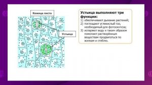 Биология. 7 класс. Строение и функции листа. Внутреннее строение листа /04.12.2020/