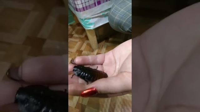 Огромный таракан ,ползает по руке, ужас. Insect. cockroach смотреть онлайн