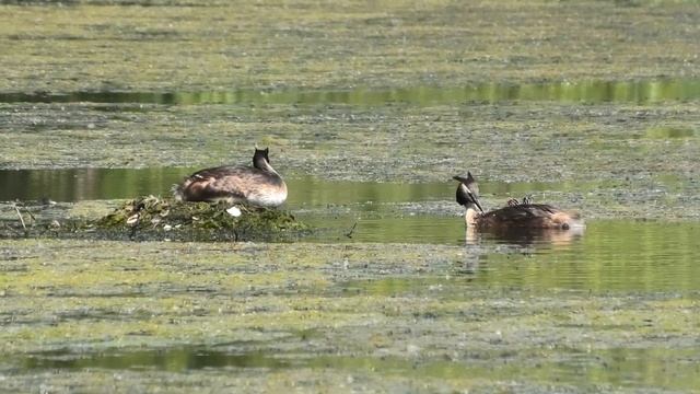 ЧОМГИ С ПТЕНЦАМИ смотреть онлайн