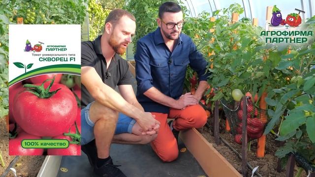 ШИКАРНЫЙ БИФ ТОМАТ СКВОРЕЦ смотреть онлайн