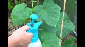 Чем опрыскивать огурцы от болезней в теплице