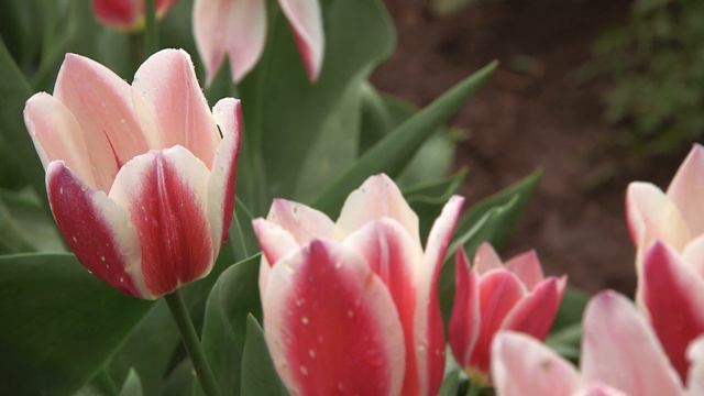Candy Apple Delight - Tulip 🌷 🌷 🌷 vdqbulbs.com.au смотреть онлайн