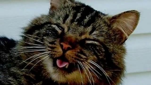 Чихающие Кошки! Коты Чихают! смотреть онлайн