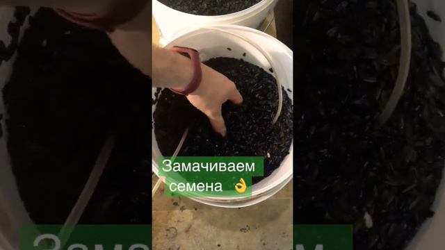 Растения для пола: флористические композиции