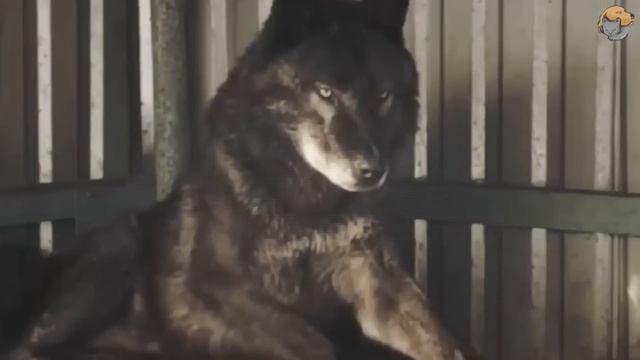 Мужчина спасает брошенного щенка. Спустя несколько месяцев он обнаруживает, что это была не собака. смотреть онлайн