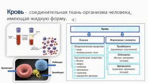 Внутренняя среда организма. Тема 19. Компоненты внутренней среды организма. Кровь и ее функции