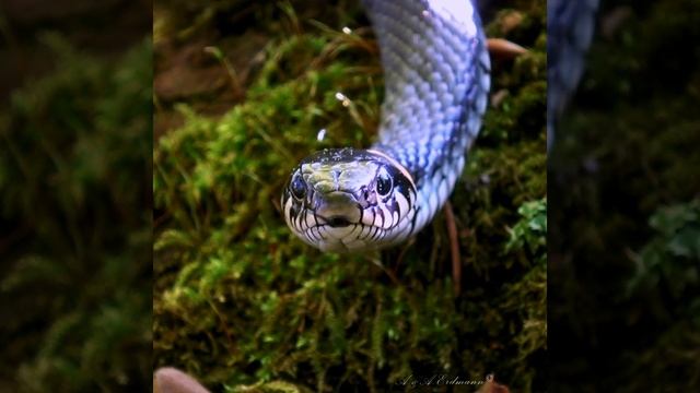 ОБЫКНОВЕННЫЙ УЖ - Natrix natrix смотреть онлайн