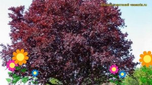 Алыча гибридная Писарди. Краткий обзор, описание характеристик prunus cerasifera Pisardii