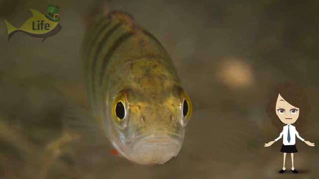 Как и где ловить окуня весной? Полная инструкция на март апрель и май! Наловит много даже новичок! смотреть онлайн
