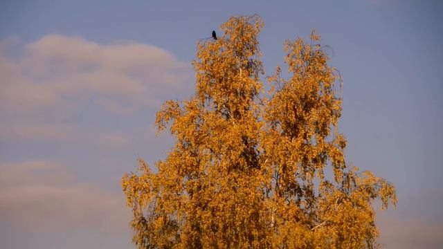 Осенний клип 2015 смотреть онлайн