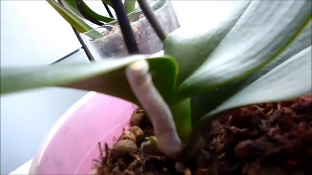 Ещё 2 реанимашки!((( Вторая обработка АКТАРОЙ. Сэмми тоже любит цветы) смотреть онлайн