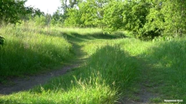 Тропинка у леса (трели птиц). Слушать 1 час