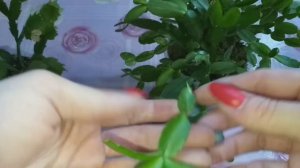 Три новичка?Размножение Бугенвиллии в воде ИТОГ?Срочная пересадка Орхидеи?Обзор лесных кактусов