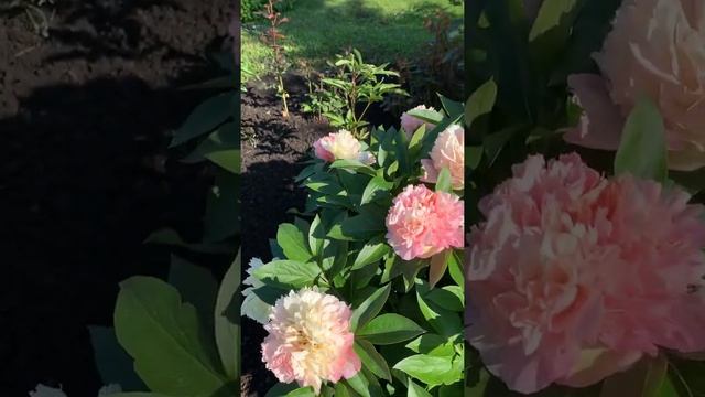 Пион Lois Choice смотреть онлайн