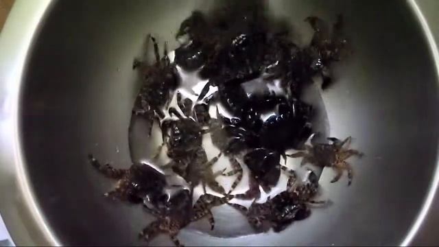 Ползающие крабики смотреть онлайн