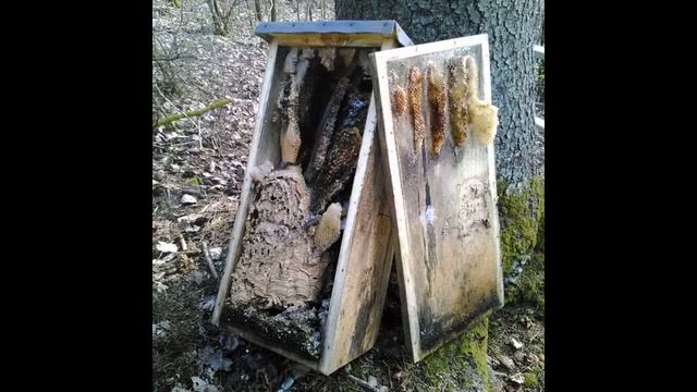 Пчёлы. Часть 2. Внутри борти. смотреть онлайн