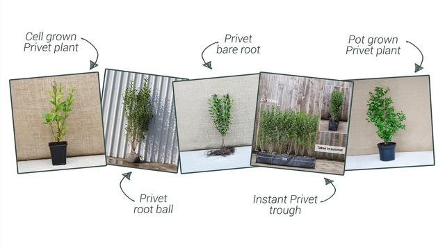 A Focus on Privet hedging: All you need to know about Ligustrum ovalifolium смотреть онлайн
