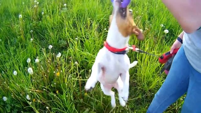 Почти лето на поле и речке в Саввино г.Железнодорожный смотреть онлайн