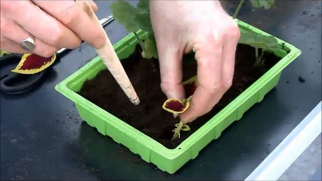 Propagating Cuttings - Vitopod Heated Propagator