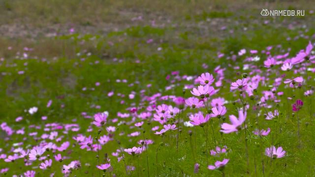 9 признаков готовности к новым отношениям смотреть онлайн