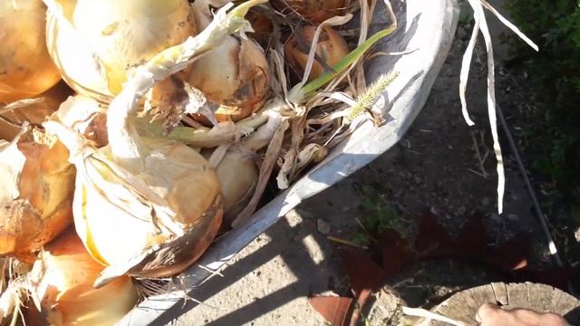 Как вырастить огромный лук за сезон из семян Ч4 смотреть онлайн