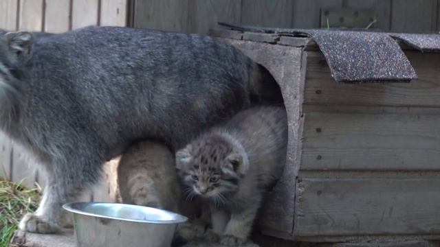 Манул с котятами. 16.07.2022 смотреть онлайн
