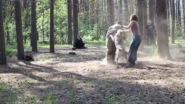 Aboriginal Caucasian Ovcharka in our life смотреть онлайн