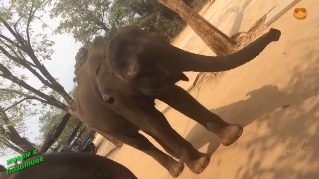 Шоу слонов. Тайланд. Elephant show смотреть онлайн
