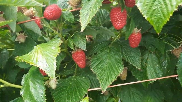 Сбор малины в Англии Великобритания смотреть онлайн