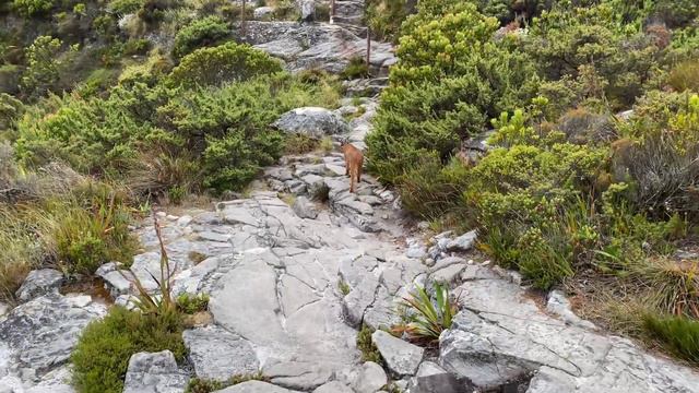 Table Mountain's Peak, Caracal, Wildlife, Cape Town - South Africa смотреть онлайн