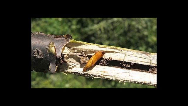 КАК ИЗБАВИТСЯ ОТ СТЕКЛЯННИЦЫ ??? смотреть онлайн
