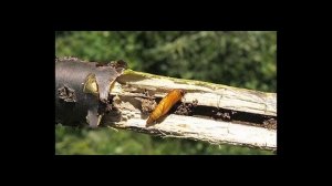 КАК ИЗБАВИТСЯ ОТ СТЕКЛЯННИЦЫ ???